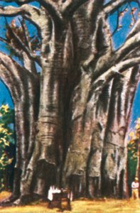 Baobab-træer, Usambara-bjergene, c1928. af Unbekannt