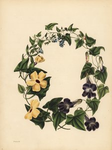 Barclays Maurandia, Maurandya barclayana, den bevingede Thunbergia, Thunbergia alata, Hukommelse; Skorpiongræs, glem mig ikke, Myosotis scorpioides af Unbekannt