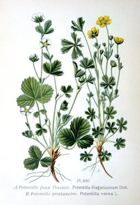 Ufrugtbar jordbær og forårscinquefoil, 1893 af Unbekannt