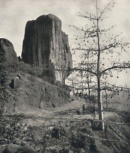 Bombax malabaricum med modne frø, 1926 af Unbekannt
