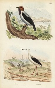 Skægklokke, Procnias averano og amerikansk avocet, Recurvirostra americana af Unbekannt