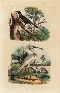 Smuk solsort, Cinnyris pulchella og almindelig skestork, Platalea leucorodia af Unbekannt