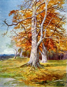 Bøgetræ, efterår, 1900 af Unbekannt