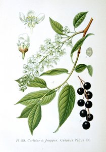 Fuglekirsebær, 1893 af Unbekannt