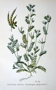 Fuglefod, 1893 af Unbekannt