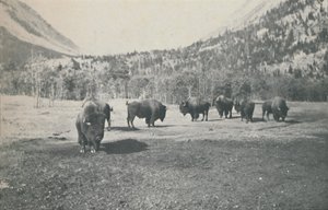 Bison, 1916 af Unbekannt