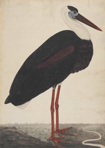 Sort stork i et landskab, ca. 1780. af Unbekannt