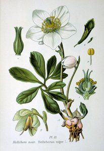 Sort hellebore, 1893 af Unbekannt
