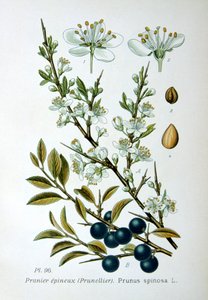 Blackthorn, 1893 af Unbekannt