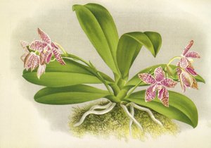 Botanisk tavle/Phalaenopsis luddemanniana/Lindenia af Unbekannt