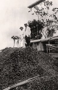 Paranødder høstet fra Amazonas-dalen, omkring 1900-tallet af Unbekannt