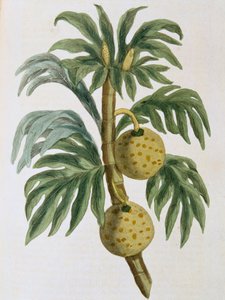 Artocarpus blækspruttebrødfrugt, 1823 af Unbekannt