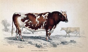 Britisk kort horn, 1839 af Unbekannt