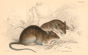 Brun rotte Rattus rattus, 1828 af Unbekannt