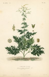 Bugbane eller cohosh, Actaea cimicifuga, Cimicifuga foetida, Cimicaire fetide af Unbekannt