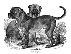Bulldogge, 1848