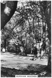 Burnham Beeches, Buckinghamshire, 1937 af Unbekannt