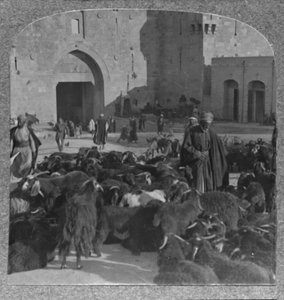 Køber geder ved Damaskus-porten, Jerusalem, omkring 1900 af Unbekannt