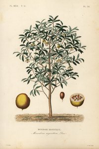 Calabash muskatnød, Monodora myristica, Monodore aromatique af Unbekannt