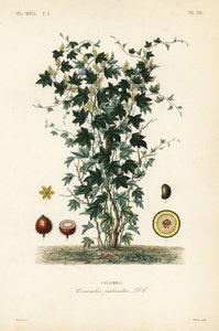 Calumba træ, Jateorhiza columba, Cocculus palmatus, Colombo af Unbekannt