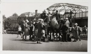 Kameltur, ca 1930 af Unbekannt