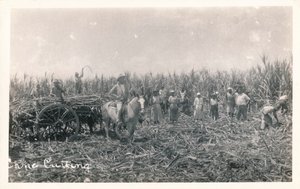 Cane Cutting, c1930 af Unbekannt