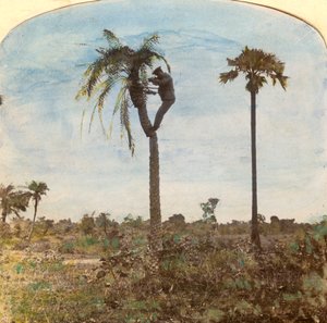 Kaptajn Osman skyder fra et træ ved hjælp af stropper, Indien, 1900-tallet af Unbekannt