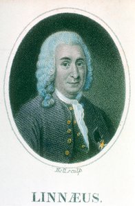 Carolus Linnaeus, svensk naturforsker fra det 18. århundrede, begyndelsen af det 19. århundrede af Unbekannt
