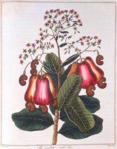 Cashewnød - Anacardium occidentale, c1798 af Unbekannt