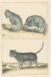 Katte af Unbekannt