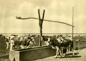 Kvæg drikker ved et trug, Burgenland, Østrig, c1935. af Unbekannt