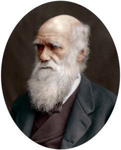 Charles Darwin, britisk naturforsker, 1878 af Unbekannt