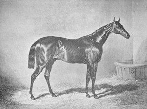 Charles XII, vinder af St. Leger 1839, 1911 af Unbekannt