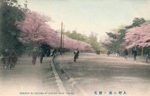 Kirsebærblomster i Uyeno Park Tokyo, c1910 af Unbekannt