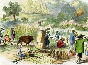 Kinesisk høst, Hong Kong, c1875 af Unbekannt