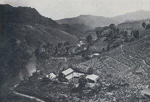 Singalesisk teplantage, 1924 af Unbekannt