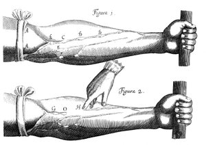 Blodets cirkulation, 1628 af Unbekannt