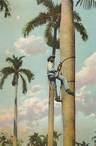 Climbing the Royal Palm - Climbing the Royal Palm, 1910. af Unbekannt