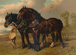 Clydesdale Stallion & Mare, c1879. af Unbekannt