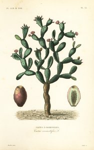 Cochenillekaktus, Nopalea cochenillifera, Opuntia cochenillifera, Cactus cochenillifer, Cactus coccinellifer, Cactus a cochenilles af Unbekannt