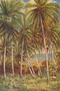 Kokosnøddepalmer, 1924 af Unbekannt