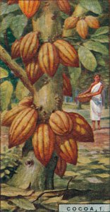 Kakao, 1. - Cacao Tree, Trinidad, 1928 af Unbekannt