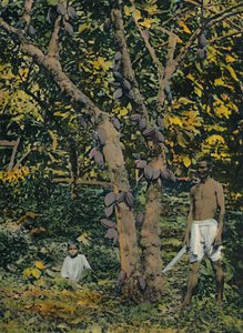 Kakao i fuld leje, Trinidad og Tobago, c1914. af Unbekannt