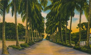 Coconut Avenue, Barranquilla, c1940