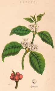 Kaffe, c1800-tallet af Unbekannt
