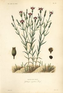 Almindelig majsmusling, Agrostemma githago, Githago segetum, Nielle des bles, Håndfarvet stålgravering af L af Unbekannt