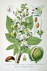 Almindelig hestekastanje, 1893 af Unbekannt