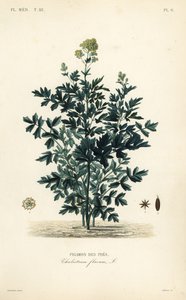 Almindelig engrue, Thalictrum flavum, Pigamon des pres af Unbekannt