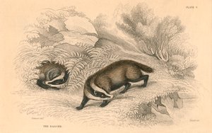Almindelig eller eurasisk grævling Meles meles, 1828 af Unbekannt