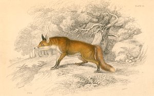 Almindelig eller rød ræv Vulpes vulpes, 1828 af Unbekannt